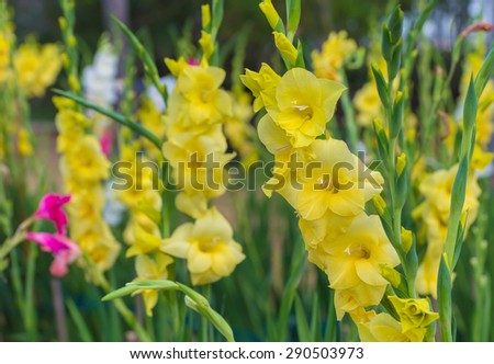 Bunch of colorful Gladiolus flowers in garden.