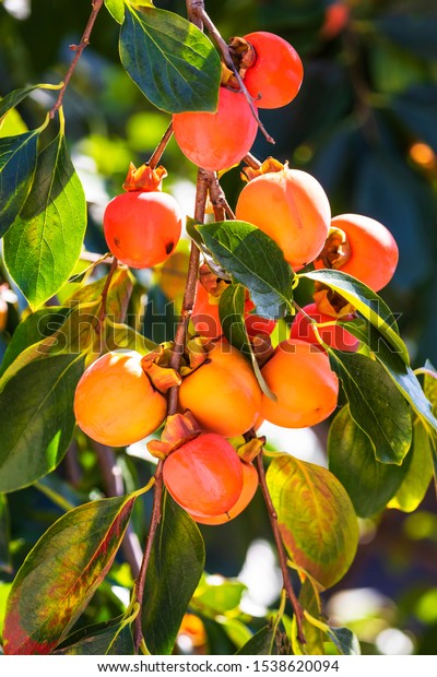 A Bunch of colorful persimmon fruits (Cachi frutta\
In Italian Name)on the persimmon Tree, in Garden of villa borghese\
Rome Italy.