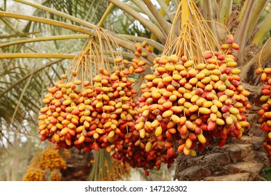 Bunch of colourful dates
