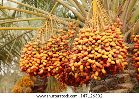 Bunch of colourful dates