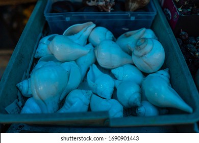 Bunch of Conchshell or Shankhas in a tray