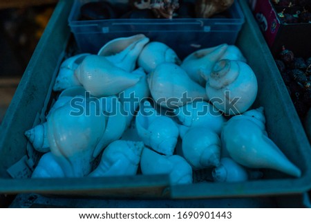 Bunch of Conchshell or Shankhas in a tray
