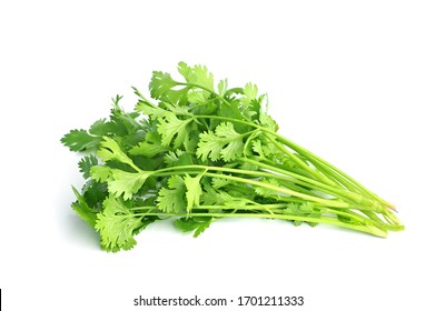 Bunch Coriander Isolate On White Background