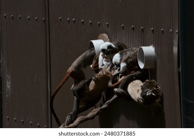 A bunch of cotton top tamarin monkeys play at the entrance to their zoo enclosure tunnels - Powered by Shutterstock