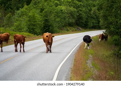A bunch of cows in the road