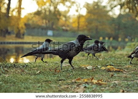 A bunch of crows chilling on the side of the canal during evening, while the sun is about to come down in Tiergarten, Berlin