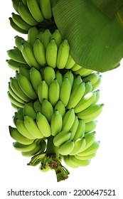 Bunch of cultivated bananas or organic bananas plantation isolated on white background with clipping path. - Shutterstock ID 2200647521