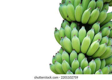 Bunch of cultivated bananas or organic bananas plantation isolated on white background with clipping path. - Shutterstock ID 2201102759