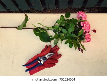 Bunch Of Cut Roses And Gardening Equipment On Table, From Above. 