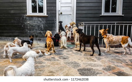 bunch of cute dogs standing and staring outside of an old wooden door waiting for their master - Shutterstock ID 1172462038