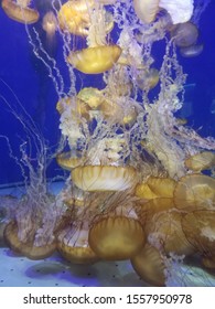 A Bunch Of Cyanea Capillata Jellyfish