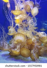 A Bunch Of Cyanea Capillata Jellyfish