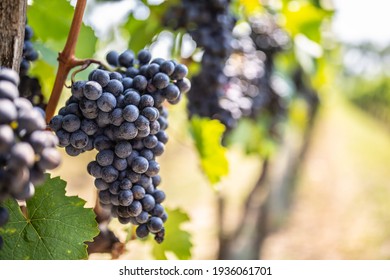 Bunch of dark grapes hanging on vines inside the vineyard. - Powered by Shutterstock