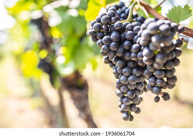 Haufen dunkler Weintrauben, die im Weingarten auf den Weinbergen hängen.