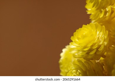 Bunch Of Dead Flowers Of Immortelle As A Background. Helichrysum Arenarium Or Dwarf Everlast, Closeup. High Quality Photo