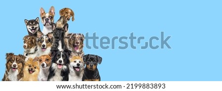 A bunch of dogs looking in all directions on blue background