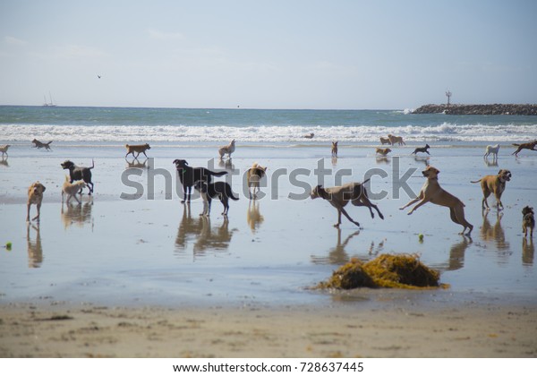 カリフォルニア州サンディエゴの犬のビーチで走り回る犬の群れ の写真素材 今すぐ編集