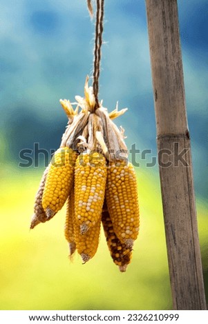 Bunch of dried corn. Close-up Dried corn cobs. Maize also known as 
Corn is a healthy grain and source of fiber, vitamins, minerals, and antioxidants.