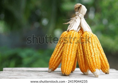 Bunch of dried corn cobs or maizes, peeled off and tied peels Outdoor background. Concept, economic agriculture crops in Thailand. Maizes are used as material for producing animal feed.                Stock foto © 
