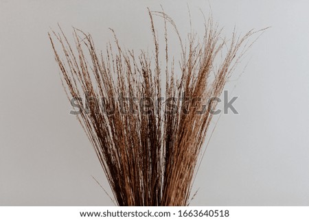 Bunch of dried grass indoor