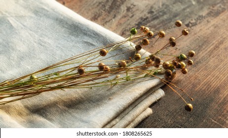 Bunch of dry flax plants with flaxseed capsules on linen textile