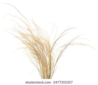 A bunch of dry grass isolated on a white background. - Powered by Shutterstock