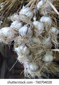 Bunch of dry home grown garlic bulbs.