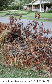 Bunch Of Dry Sawn Branches From Trees, Bushes And Palm Trees Lie On The Grass. Neighbors Cleaning Up The Neighborhood After A Hurricane Or Storm