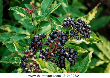 a bunch of elderberries in the woods