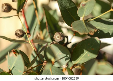 Bunch Of Eucalyptus Gum Nuts And Leaves Close Up In Natural Window Light