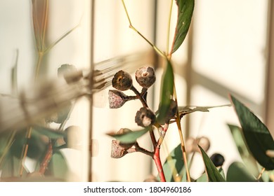 Bunch Of Eucalyptus Gum Nuts And Leaves Close Up In Natural Window Light