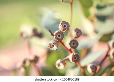 Bunch Of Eucalyptus Gum Nuts And Leaves Close Up In Natural Window Light