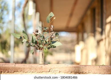 Bunch Of Eucalyptus Leaves And Gum Nuts On Porch In Vibrant Afternoon Light