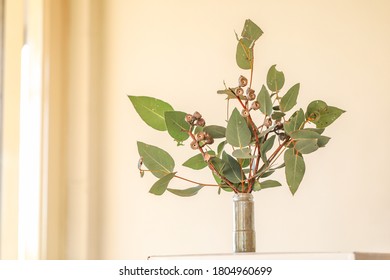 Bunch Of Eucalyptus Leaves And Gum Nuts With Basic White Background