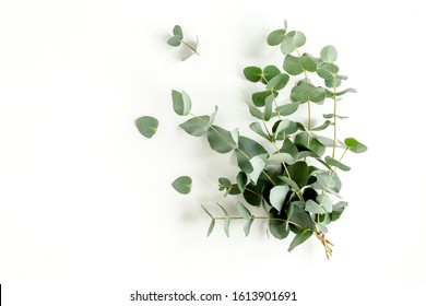 Bunch of eucalyptus on a white background. - Shutterstock ID 1613901691