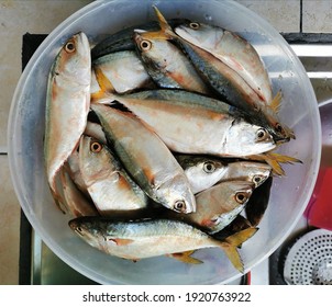 A bunch of fish in a plastic n container. 