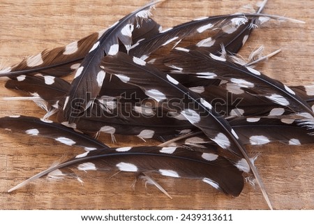 A bunch of flight feathers of a spotted woodpecker on a wooden background. White and brown wing feathers of a woodpecker. Close-up of bird feathers texture.
