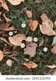 Un manojo flores florecen