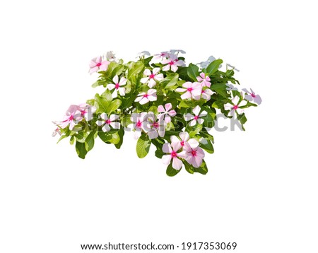 Bunch of flowers.
primrose. (red, pink, white)
Purple morning glory.
Rose Four o'clock Flower.
(bush, shrub) primula vulgaris are blooming.
Isolated on white background. (Clipping Path)
