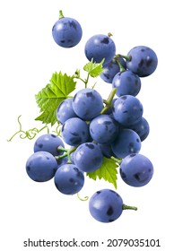 Bunch of flying blue grapes isolated on white background. Falling berries. Package design element with clipping path
