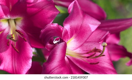 Bunch Of Fragrant Stargazer Pink Asiatic Lily Flower In Bloom. Close Up Of Lilac Stargazer Lilies And Green Foliage. Lily Flowers Greeting Card Background
 . Mothers Day. Lilium Flower In Garden. 