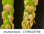 Bunch of fresh asparagus on wooden table.