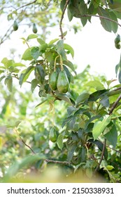 Bunch of fresh avocados on an avocado tree branch in sunny garden. - Shutterstock ID 2150338931