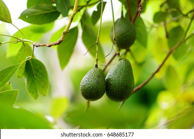 Bunch of fresh avocados ripening on an avocado tree branch in sunny garden