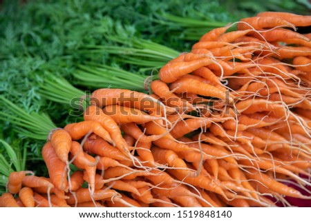 Bunch of fresh baby carrots in the garden. Healthy food and a good source of beta carotene.