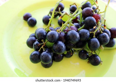 Bunch Of Fresh Black Grapes, Top View