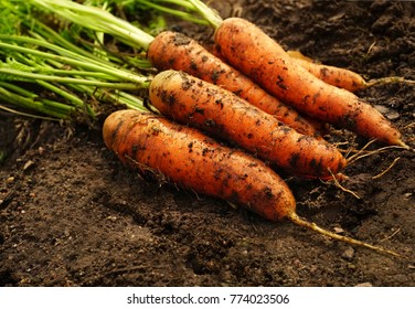 A bunch of fresh carrots with greens on the ground. A large juicy unwashed carrots   in the field against the background of the earth  close up.