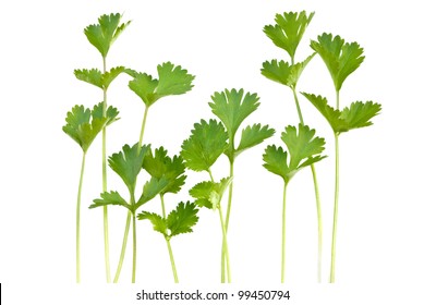 Bunch Of Fresh Cilantro Isolated On White