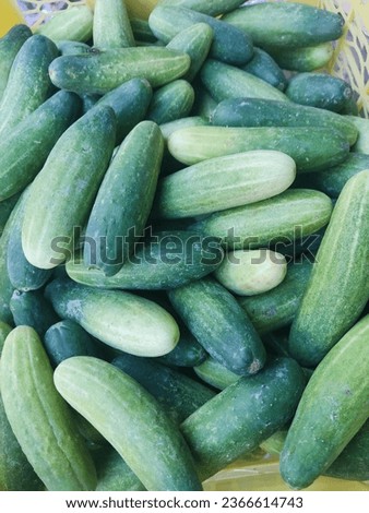 A bunch of fresh cocumbers