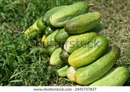 a bunch of fresh cucumbers